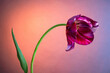 Tulip against the backdrop of the magical morning sky. Studio photography.
