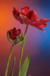 A pair of red tulips against a magical sky. Studio photography.