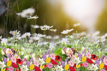 Wall Mural - a beautiful spring colored flower field