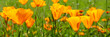 Orange California poppies bloom in spring, panoramic web banner