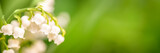 Fototapeta Boho - Lily of the valley flower close up, green nature panoramic background. May 1st web banner, Labor Day or May Day header with copy space