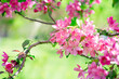 Apple tree blossom, flowers with elegant petals blooming in spring fabulous green garden, mysterious fairy tale springtime floral sunny background plant bloom, beautiful nature landscape.