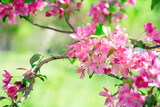 Fototapeta Kwiaty - Apple tree blossom, flowers with elegant petals blooming in spring fabulous green garden, mysterious fairy tale springtime floral sunny background plant bloom, beautiful nature landscape.