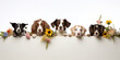 A row of dogs peeks out behind a blank  white banner decorated with spring flowers.