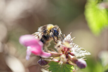 Poster - European bee sucking pollen and nectar