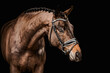 portrait of a horse in a bridle on a black background