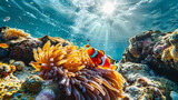 clown fish on an anemone underwater
