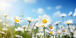 Closeup field daisies sun shining background icon weather app whitespace border flowers grow body