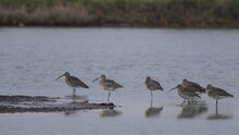 A Group Of Eurasian Curlews (Numenius Arquata) Standing In A Wetland While One Wader Is Coming In