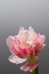 Wall Mural - Beautiful terry pink tulip flower