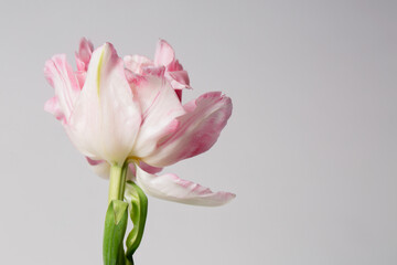 Poster - Beautiful terry pink tulip flower