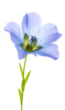 Fototapeta Motyle -  Flax Flower