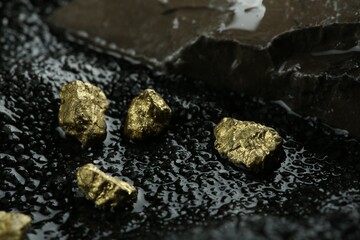 Wall Mural - Shiny gold nuggets on wet stones, closeup