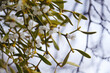 Mistletoe is a semi-parasitic plant that grows on the branches of trees. Close up view Mistletoe with white berries.