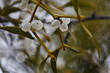 Mistletoe is a semi-parasitic plant that grows on the branches of trees. Close up view Mistletoe with white berries.