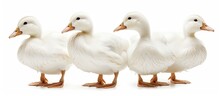 A Group Of White Pekin Ducks Are Seen Standing Next To Each Other, Displaying Their White Plumage. The Ducks Are Clustered Closely, Showcasing Their Social Nature.