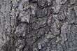 texture of the bark of an old tree, which reflects the passage of time and the strength of the tree.
