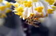 Biene auf einem Japanischen Papierbusch
