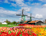 Fototapeta Tulipany - traditional Dutch rural scene with windmills of Zaanse Schans at spring with tulips lane, Netherlands