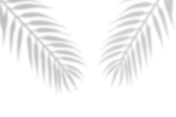 Wall Mural - realistic leaf shadow overlay effect. natural shadow of blurred leaves on transparent background png