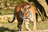 Fototapeta  - Tygrys sumatrzański - Ratu z Warszawskiego Zoo