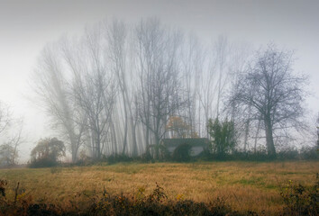 Wall Mural - misty morning in the forest