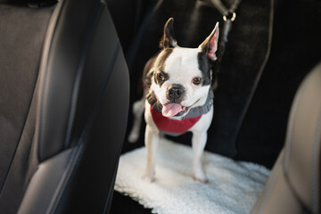 Sticker - Boston Terrier dog standing on the back seat of a car. Her tongue is out slightly. She is wearing a harness and is hooked on safely.