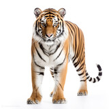 Fototapeta Zwierzęta - photo tiger on a white background сreated with Generative Ai