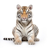 Fototapeta Zwierzęta - photo tiger on a white background сreated with Generative Ai