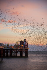 Wall Mural - The spectacular starling murmuration over Brighton Pier