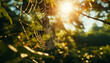 spider web in sunlight. 