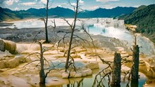 Dramatic View Of Dead Trees And Travertine Terraces Rock Formations Made Of Crystallized Calcium Carbonate In Mammoth Hot Springs, Yellowstone National Park In Wyoming And Montana, United States.