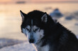 Sad husky dog ​​with colorful eyes on nature in winter.