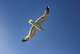 Fototapeta Desenie - Seagull at Elba island - Tuscany - Italy