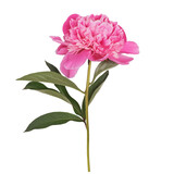 Beautiful peony flower isolated on white background
