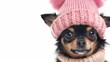 Cute chihuahua puppy wearing pink hat portrait, isolated on white background