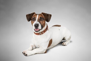 Wall Mural - Dog exercising, happy young pet playing