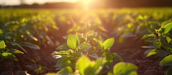 Canvas Print - A field of young soybean shoots grows under the bright sun on a plantation. The suns rays filter through the rows of green plants, highlighting their vibrant colors.