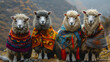 Sweet Sheep with colorful ponchos in Peru