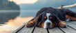 A large and fluffy Bernese Mountain Dog is seen laying down on a wooden pier by the lake.
