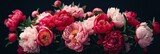 Fototapeta Kwiaty - Pink peonies on a dark background, floral beauty.