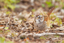 A Swamp Sparrow (Melospiza Georgiana), A Cute And Well Camouflaged Songbird, Among Dried Leaves In Sarasota, Florida