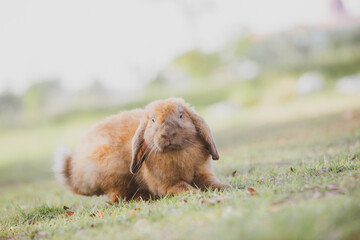 cute animal pet rabbit or bunny white or brown color smiling and laughing with copy space for easter in natural background for easter celebration