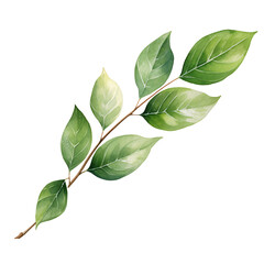 Ethereal Eucalyptus Leaves on Transparent Watercolor Canvas