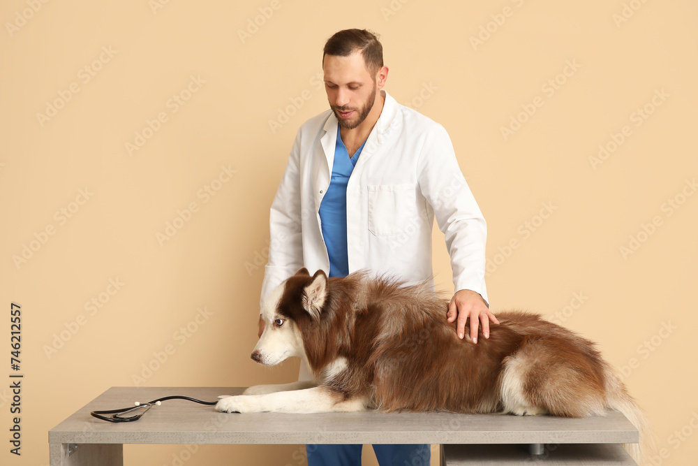Veterinarian with cute Husky dog on beige background