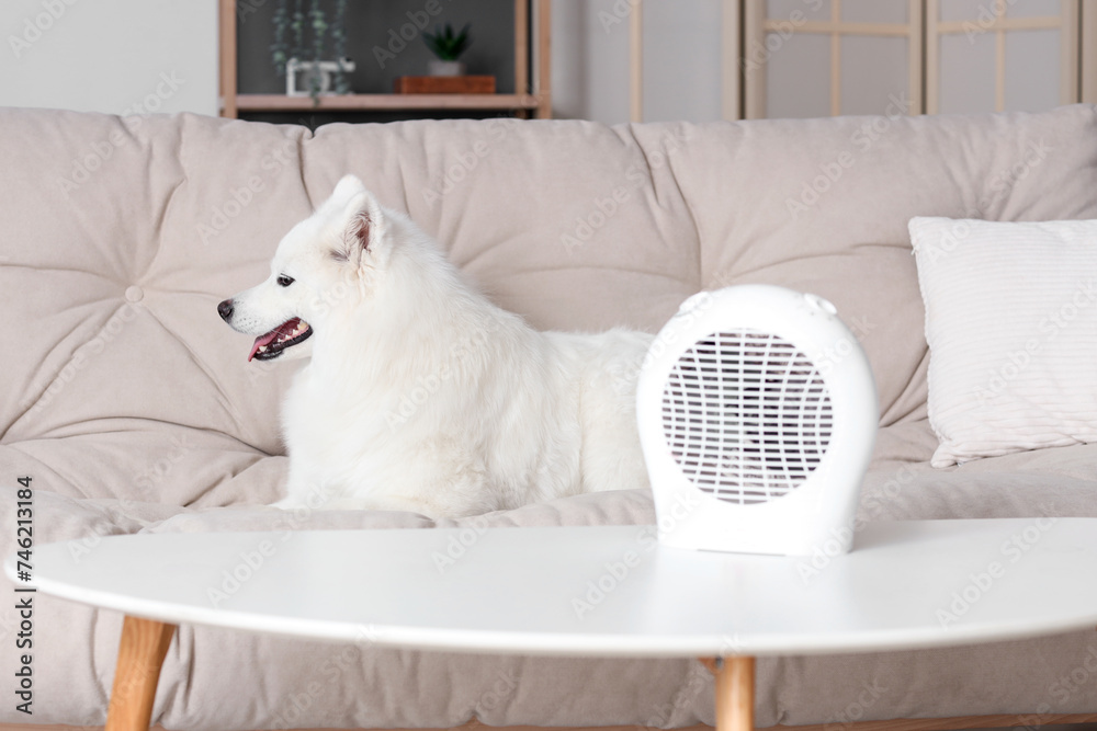 Cute Samoyed dog on sofa with electric fan heater at home