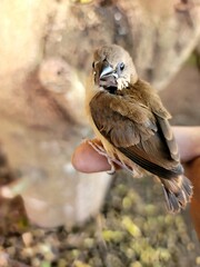 bird in the hand