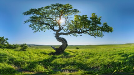 Wall Mural - Panoramic view of an old, twisted tree in a lush, green meadow under a clear blue sky, symbolizing strength and growth.