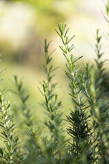 Wall Mural - Fresh Rosemary Herb grow outdoor. Rosemary leaves Close-up.