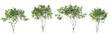 Amelanchier tree on transparent background.3d rendering PNG
